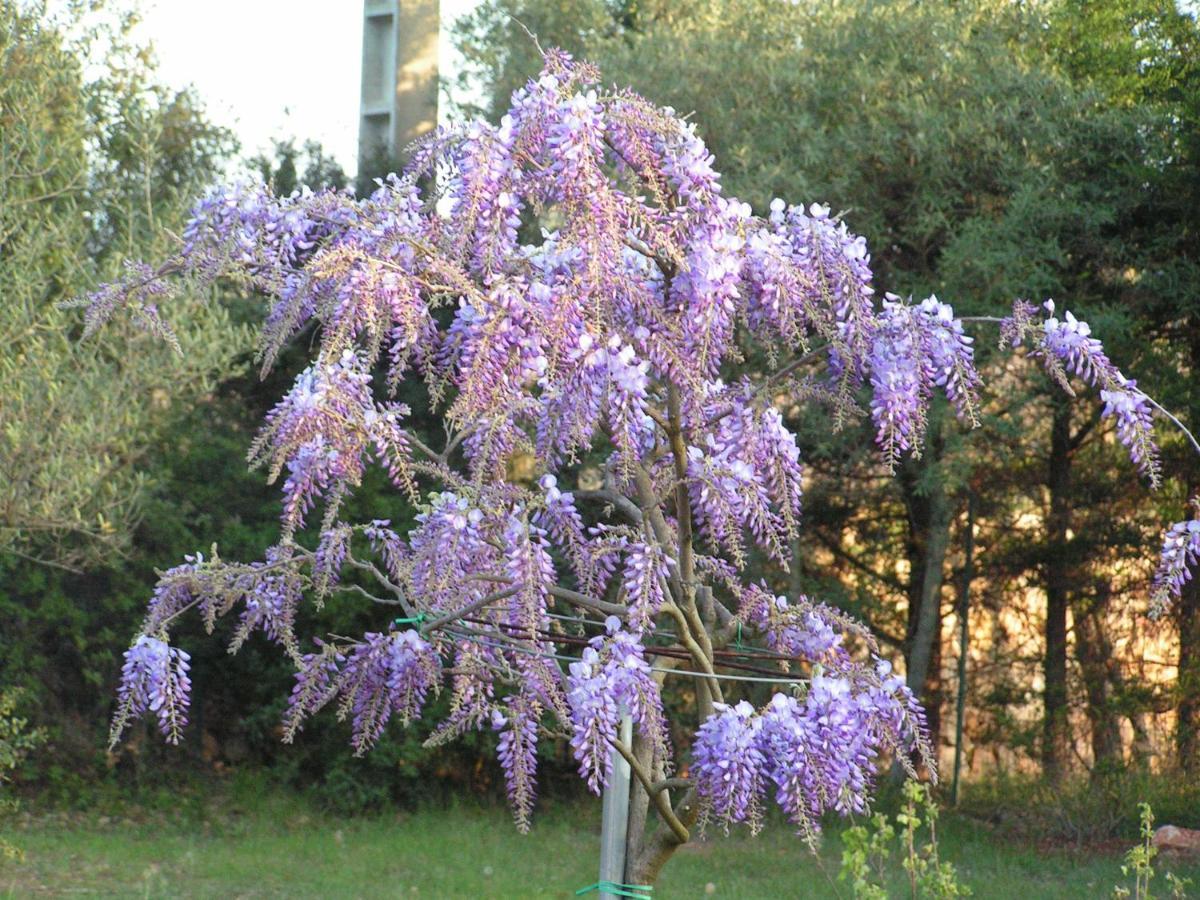 Le Jardin Des Selves Draguignan Exterior foto